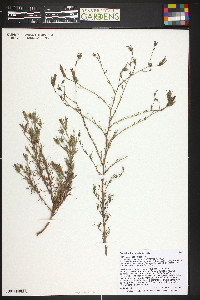 Cordylanthus wrightii image