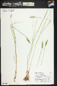 Agropyron cristatum image