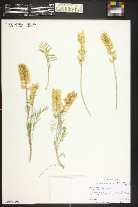 Astragalus flavus image