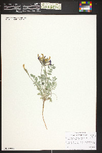 Astragalus amphioxys var. vespertinus image