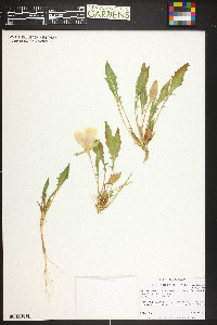 Oenothera cespitosa subsp. navajoensis image