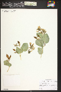 Astragalus asclepiadoides image