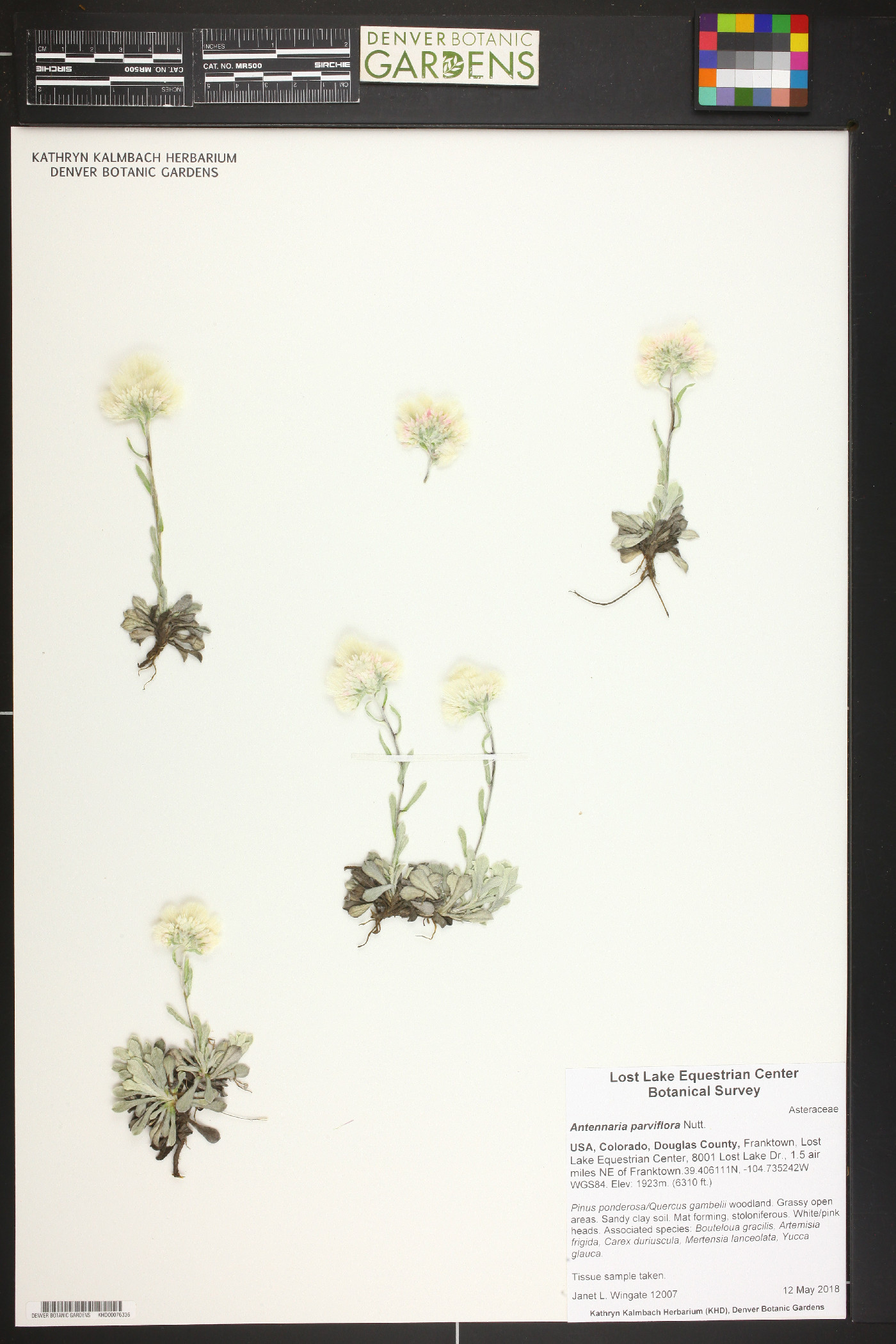 Antennaria parviflora image