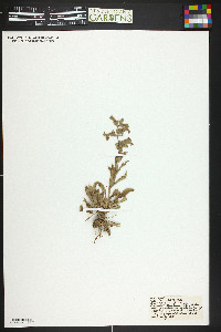 Penstemon albidus image