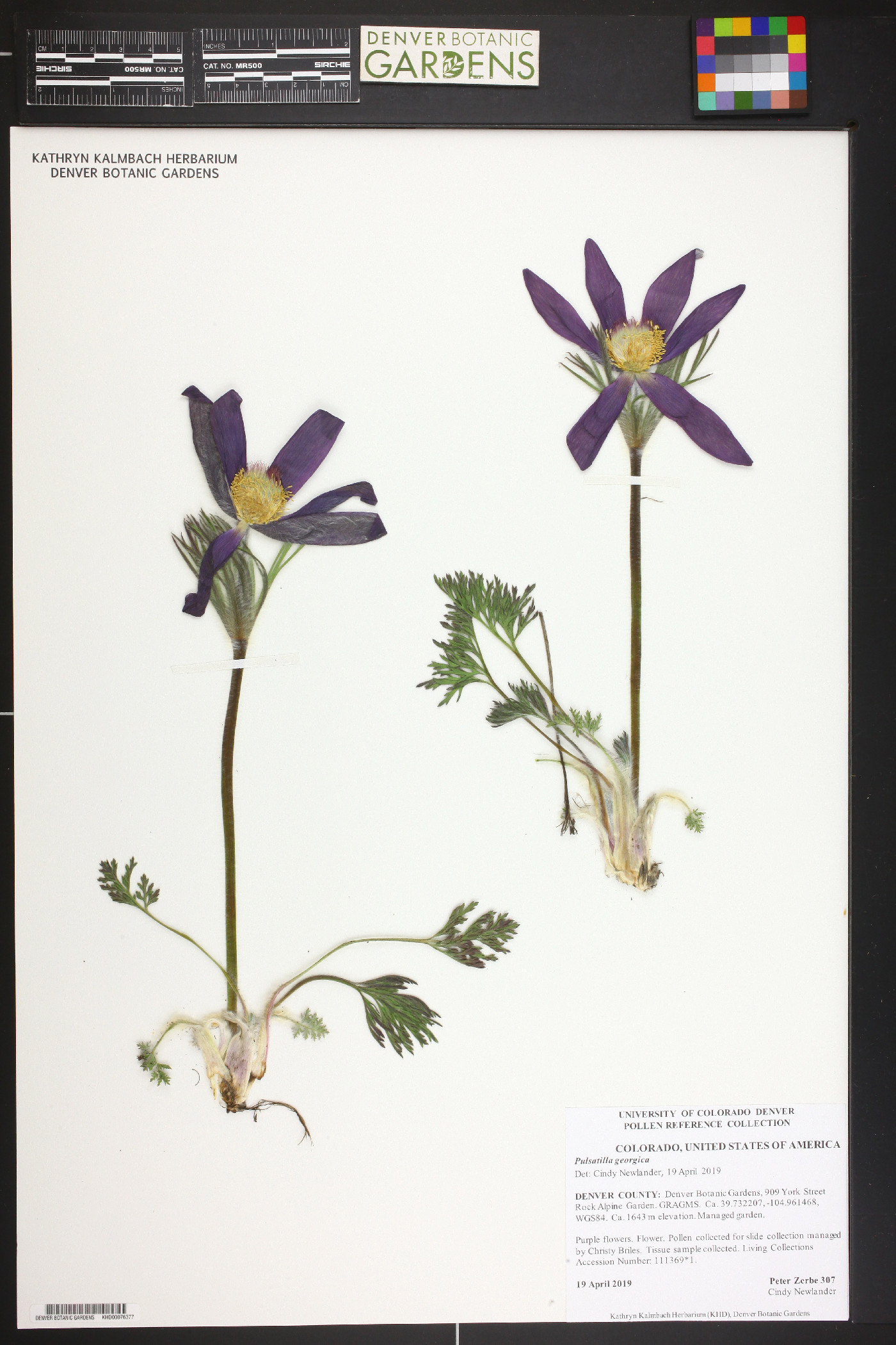 Pulsatilla violacea image