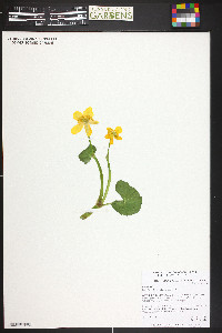 Caltha palustris image