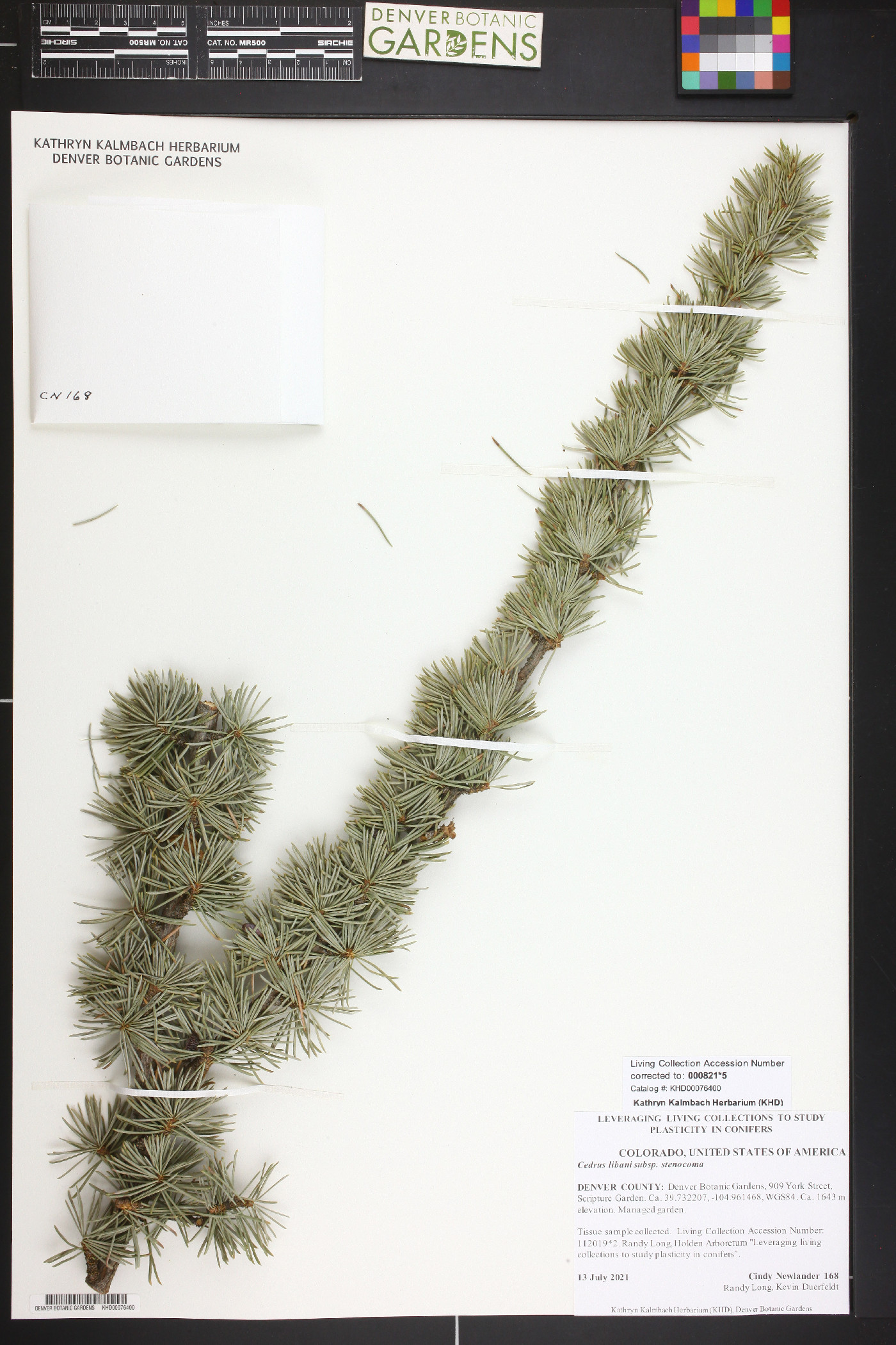 Cedrus libani var. libani image