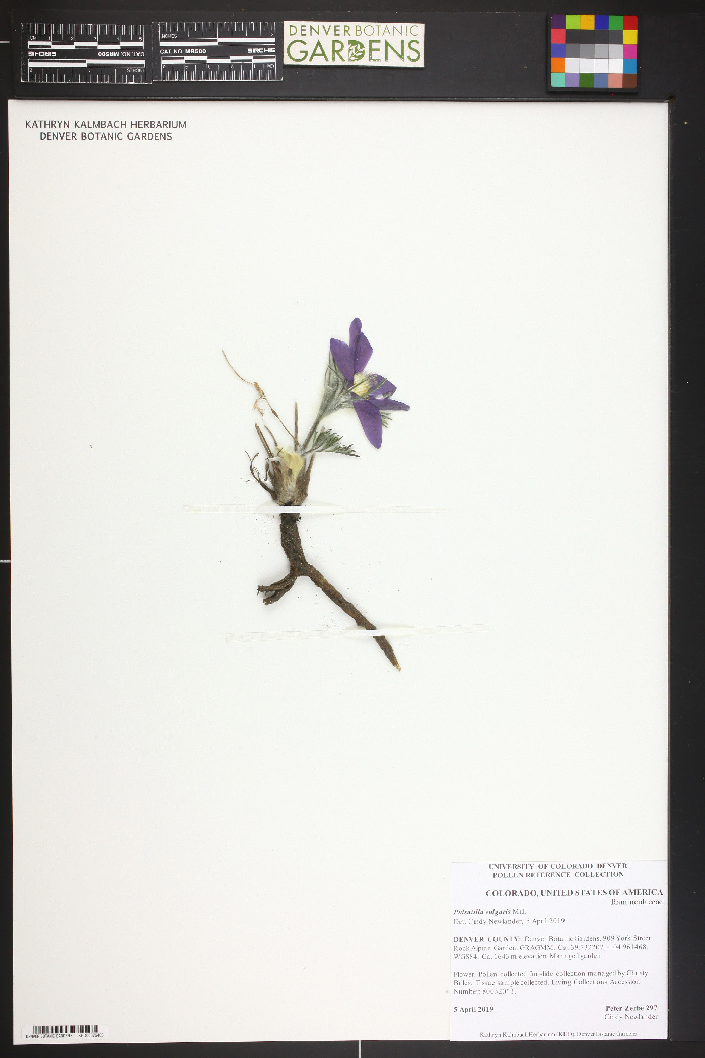 Pulsatilla vulgaris image