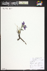 Pulsatilla vulgaris image