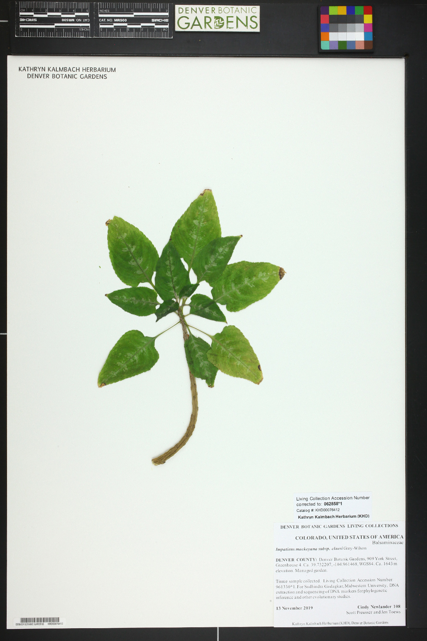 Impatiens mackeyana subsp. claeri image