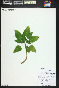 Impatiens mackeyana subsp. claeri image