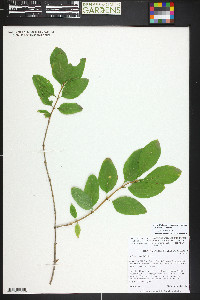 Lonicera conjugialis image