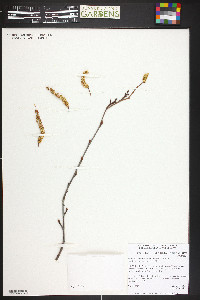 Alnus incana subsp. tenuifolia image