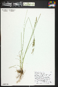 Juncus compressus image