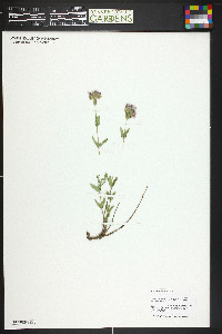 Monardella odoratissima image