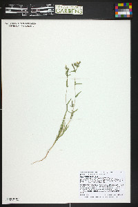 Mentzelia albicaulis image