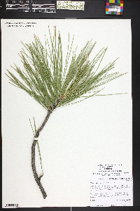 Pinus ponderosa image