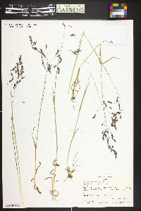 Poa reflexa image