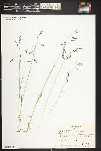 Poa reflexa image