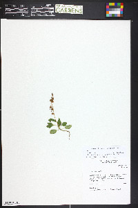 Pyrola chlorantha image