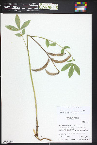 Thermopsis divaricarpa image