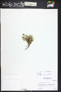 Trifolium dasyphyllum image