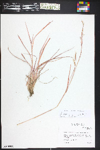 Schizachyrium scoparium var. scoparium image