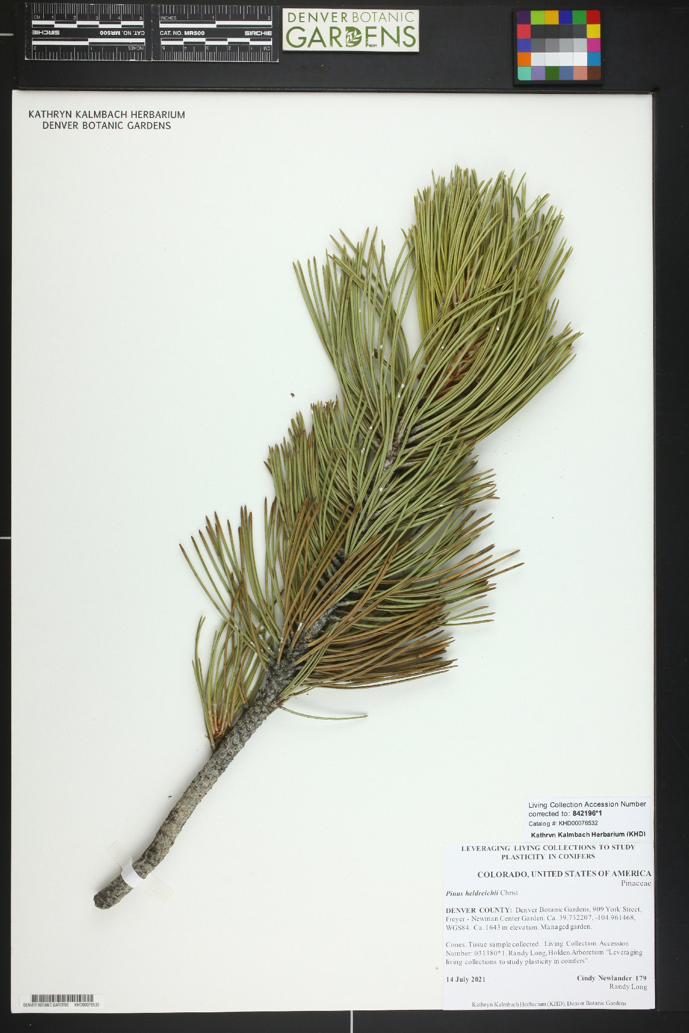 Pinus heldreichii image