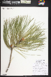 Pinus ponderosa image