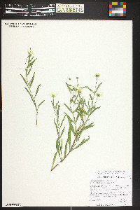 Melampodium leucanthum image