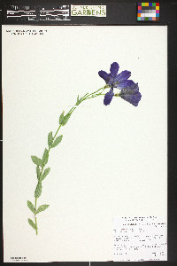 Eustoma grandiflorum image