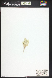 Atriplex corrugata image