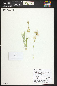 Astragalus desperatus var. neeseae image