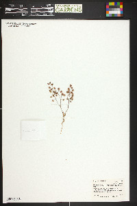 Eriogonum cernuum image