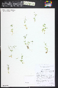 Stellaria irrigua image