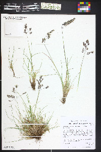 Deschampsia cespitosa subsp. cespitosa image