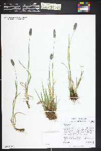 Phleum alpinum image