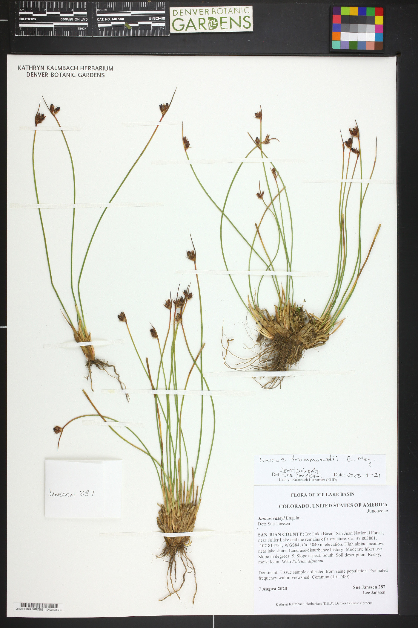 Juncus drummondi image