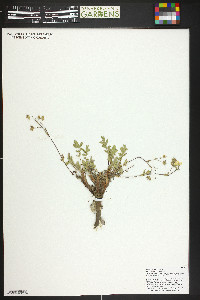 Potentilla ovina image