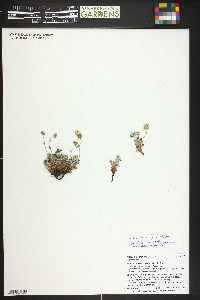 potentilla subgorodkovii image