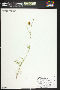 Coreopsis tinctoria image