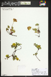 Eriogonum umbellatum var. aureum image