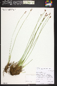 Juncus drummondii image