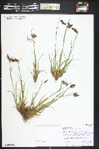 Luzula spicata image