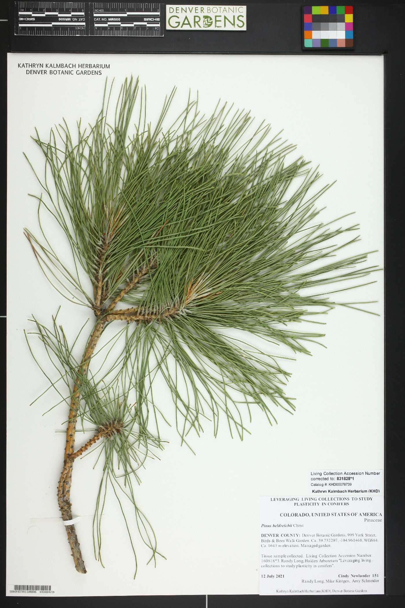 Pinus heldreichii image