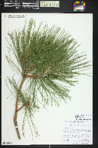 Pinus heldreichii image