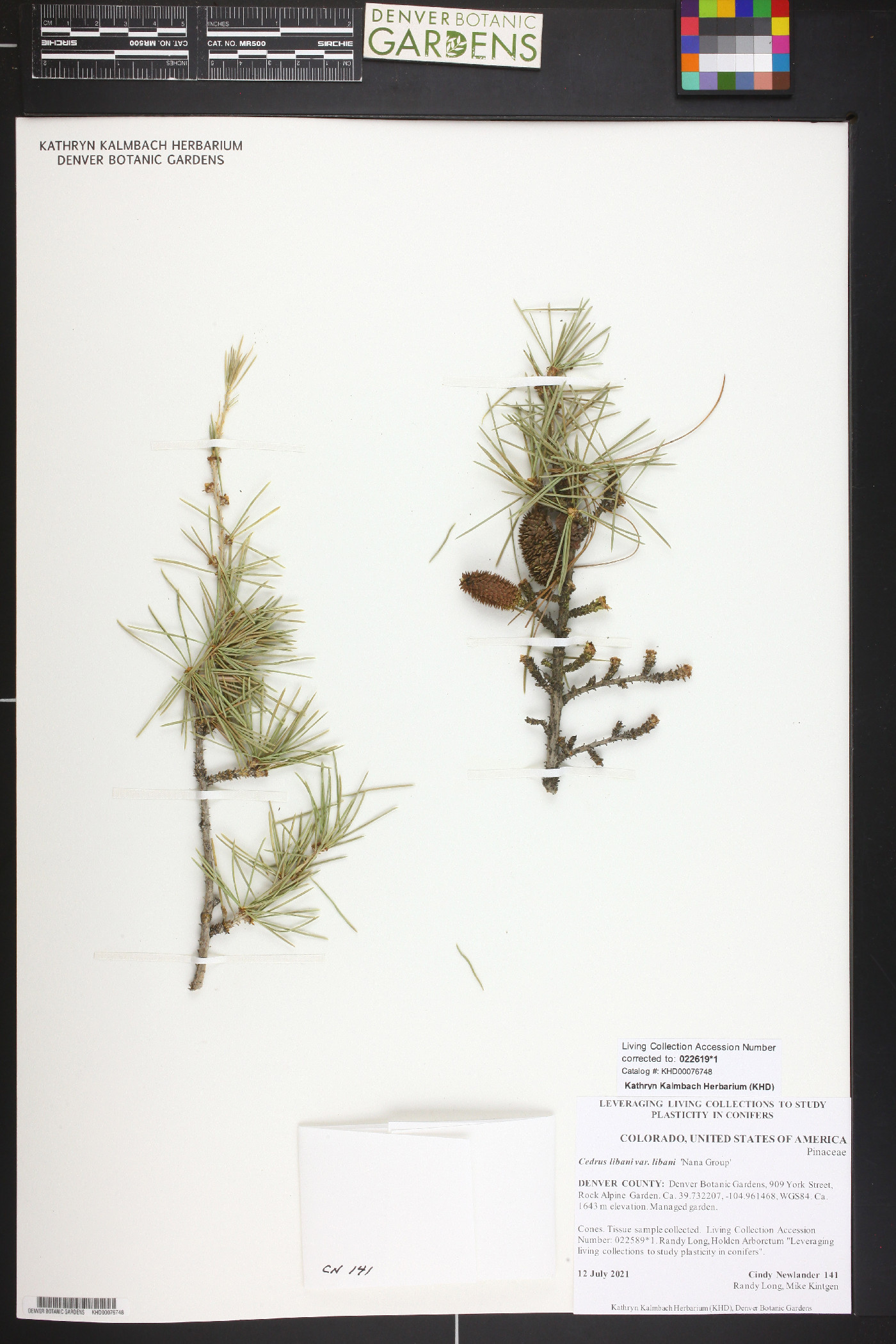 Cedrus libani var. libani image