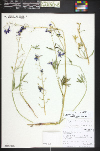 Delphinium nuttallianum image