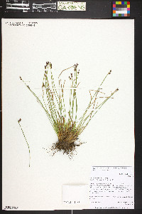 Juncus drummondii image