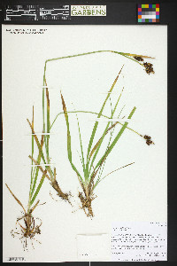 Carex raynoldsii image